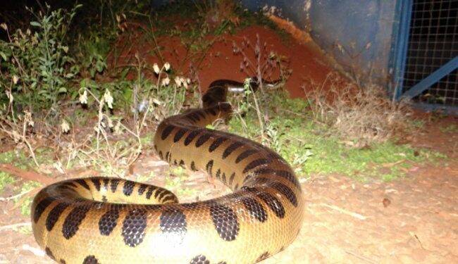 Criança pode ter sido atacada por sucuri na praia de Santa Helena