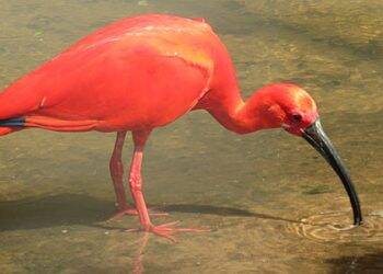 Temperatura deve passar de 36° graus nesta quarta-feira em Foz