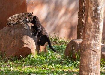 Nomes dos filhotes de onça nascidos na Itaipu serão conhecidos nesta sexta-feira