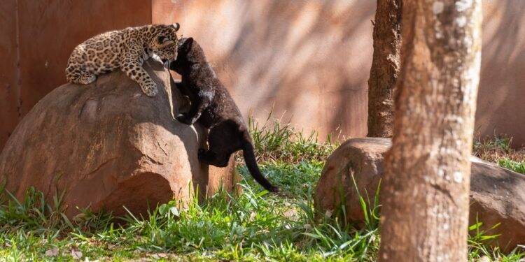 Nomes dos filhotes de onça nascidos na Itaipu serão conhecidos nesta sexta-feira