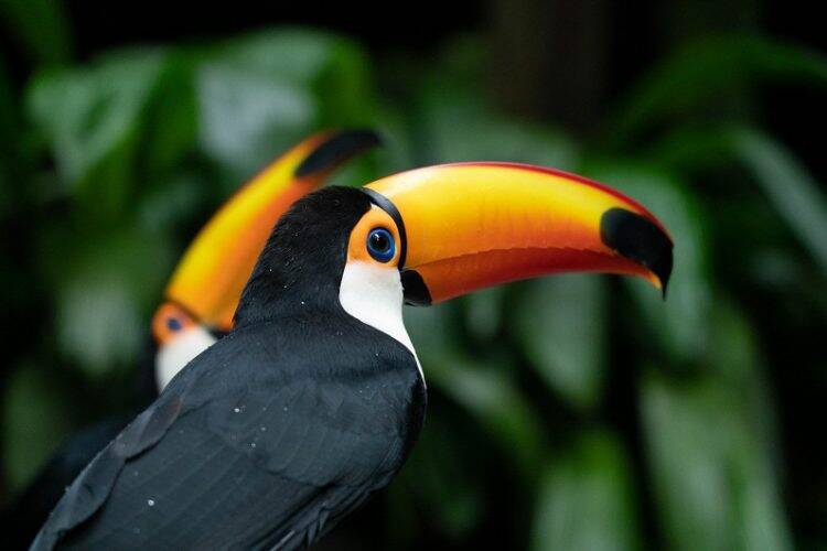 Parque das Aves terá programação especial para o Dia das Crianças
