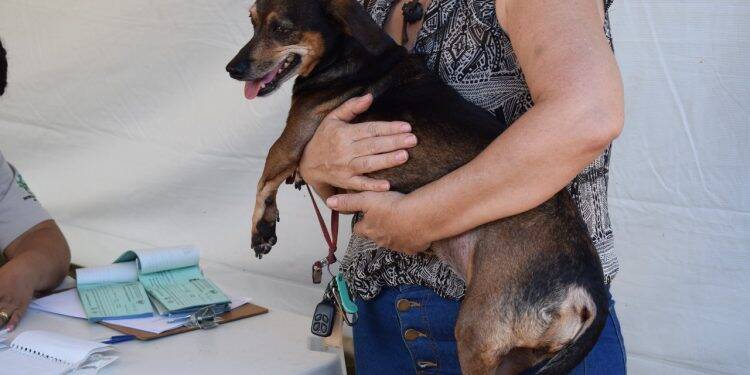 CCZ promove vacinação antirrábica neste sábado, no Três Lagoas, Três Bandeiras e Lagoa Dourada