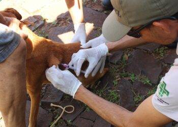 Vacinação antirrábica acontece neste sábado nas regiões leste e central de Foz