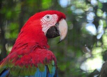 Feriadão da Proclamação da República no Parque das Aves
