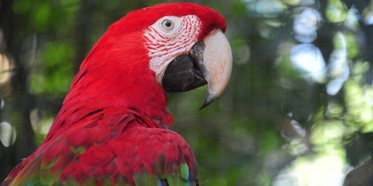 Feriadão da Proclamação da República no Parque das Aves