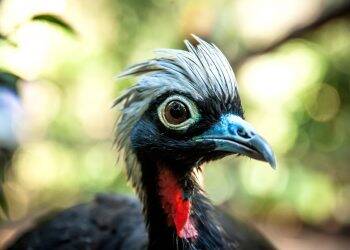 Feriadão da Proclamação da República no Parque das Aves