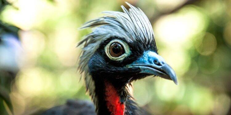 Feriadão da Proclamação da República no Parque das Aves