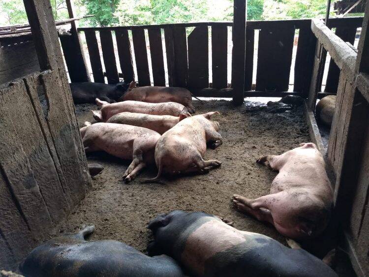 Abatedouro clandestino é fechado em Medianeira