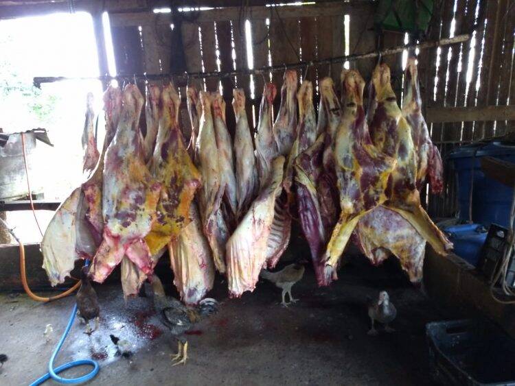 Abatedouro clandestino é fechado em Medianeira