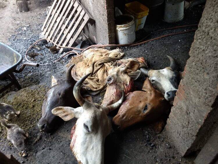 Abatedouro clandestino é fechado em Medianeira