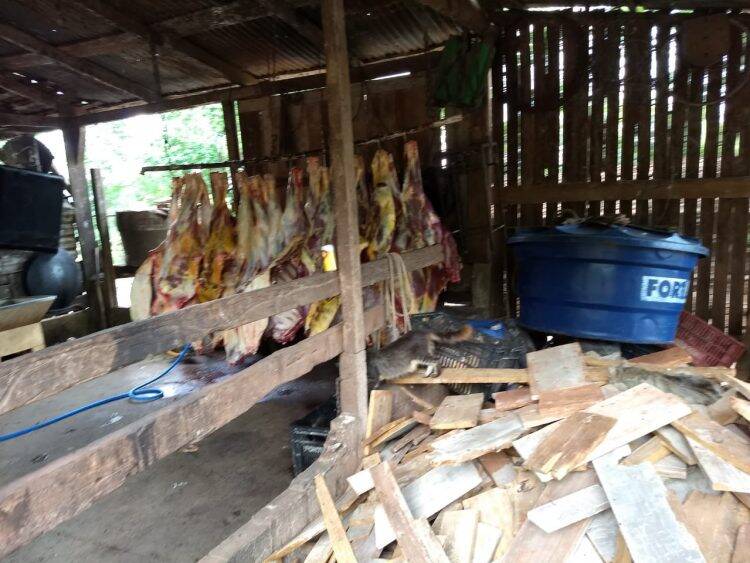 Abatedouro clandestino é fechado em Medianeira