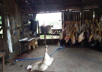 Abatedouro clandestino é fechado em Medianeira