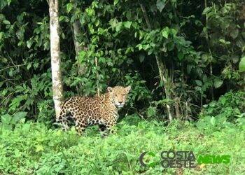 Onça-pintada é flagrada passeando no Parque Nacional do Iguaçu