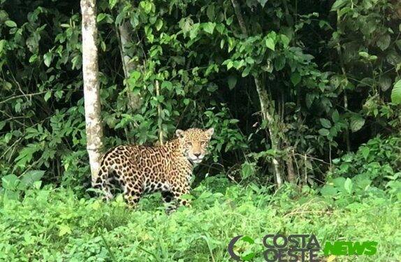 Onça-pintada é flagrada passeando no Parque Nacional do Iguaçu