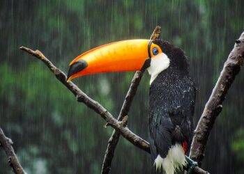 Sexta-feira tem previsão de pancadas de chuva em Foz