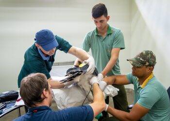 Refúgio Biológico de Itaipu recebe pesquisa internacional sobre inseminação artificial em harpias