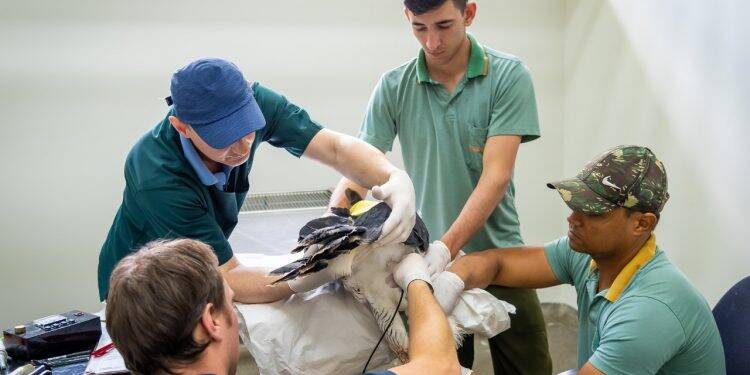 Refúgio Biológico de Itaipu recebe pesquisa internacional sobre inseminação artificial em harpias