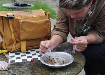 Principal criadouro do mosquito da dengue está nos domicílios