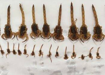 Busca noturna encontra 34 escorpiões em São Miguel do Iguaçu