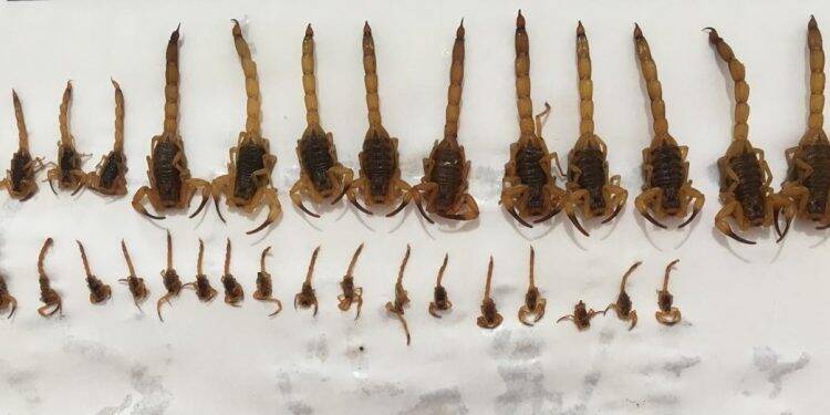 Busca noturna encontra 34 escorpiões em São Miguel do Iguaçu
