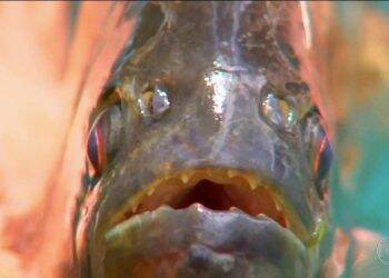 Praia artificial de Entre Rios pode ser interditada após ataque de piranhas