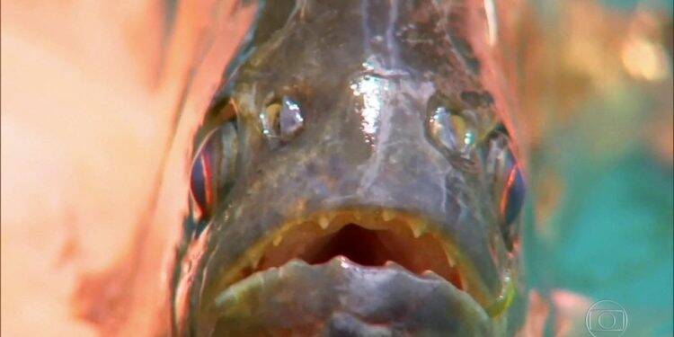 Praia artificial de Entre Rios pode ser interditada após ataque de piranhas