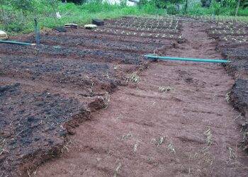 Boeiro transborda e invade plantação no Jardim São Roque
