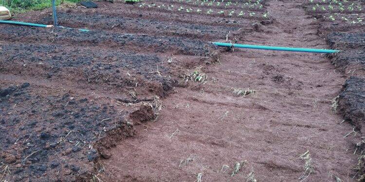 Boeiro transborda e invade plantação no Jardim São Roque