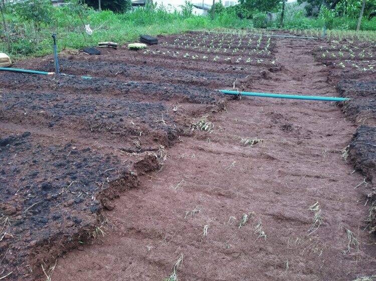 Boeiro transborda e invade plantação no Jardim São Roque