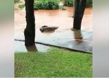Jacaré é flagrado passeando na calçada alagada em Ciudad del Este
