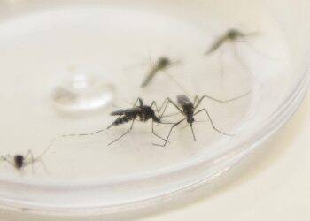 Paraná tem 5.343 casos de dengue confirmados