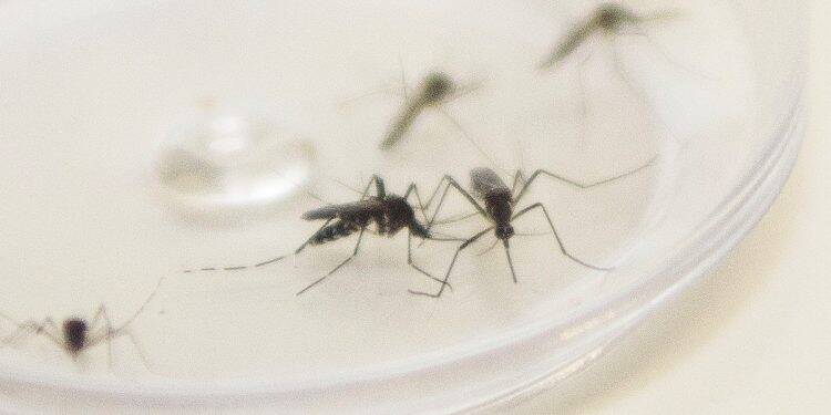 Paraná tem 5.343 casos de dengue confirmados