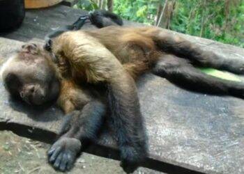 Paraná soma 40 mortes de macacos por febre amarela