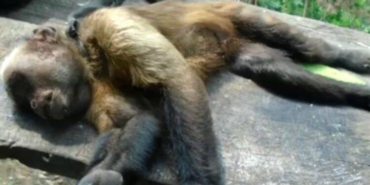 Paraná soma 40 mortes de macacos por febre amarela