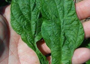 Nova doença da soja preocupa técnicos e agricultores do Oeste do Paraná