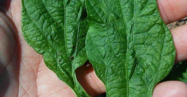 Nova doença da soja preocupa técnicos e agricultores do Oeste do Paraná