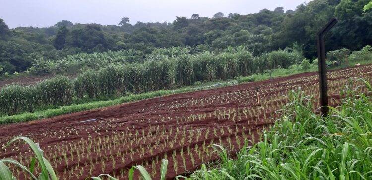Boeiro transborda e invade plantação no Jardim São Roque