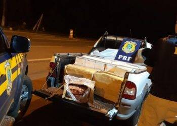 PRF apreende meia tonelada de camarão argentino em Porto Vitória