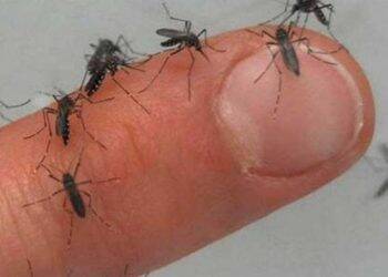 Epidemia de dengue no Paraguai deve se agravar em fevereiro