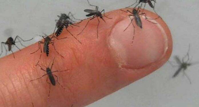 Epidemia de dengue no Paraguai deve se agravar em fevereiro