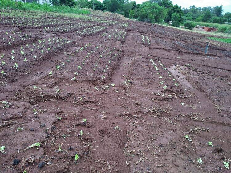 Boeiro transborda e invade plantação no Jardim São Roque