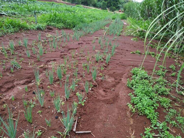Boeiro transborda e invade plantação no Jardim São Roque