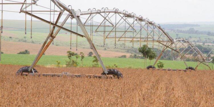 Produção de grãos do país na safra 2019/2020 deverá ser recorde
