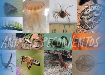 Sesa orienta como proceder em caso de acidente com animais peçonhentos