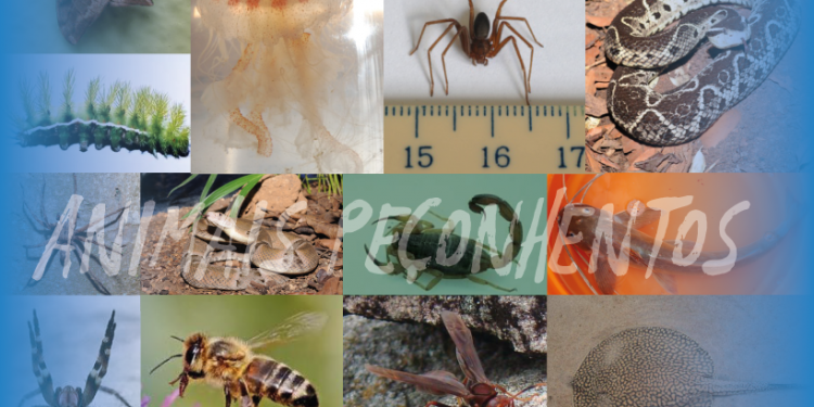 Sesa orienta como proceder em caso de acidente com animais peçonhentos