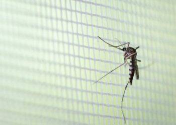 Paraná é o terceiro estado no Brasil com maior número de casos de dengue