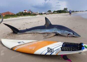 Tubarão de dois metros de comprimento é encontrado em praia paranaense