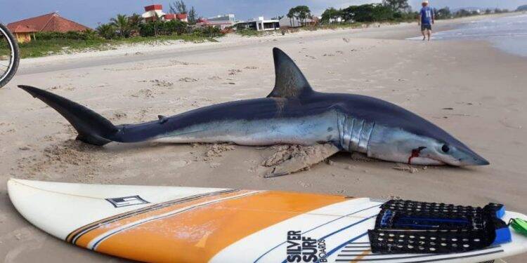 Tubarão de dois metros de comprimento é encontrado em praia paranaense