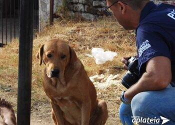 Após tentar salvar o dono, cachorro permanece ao lado do corpo no Rio Grande do Sul