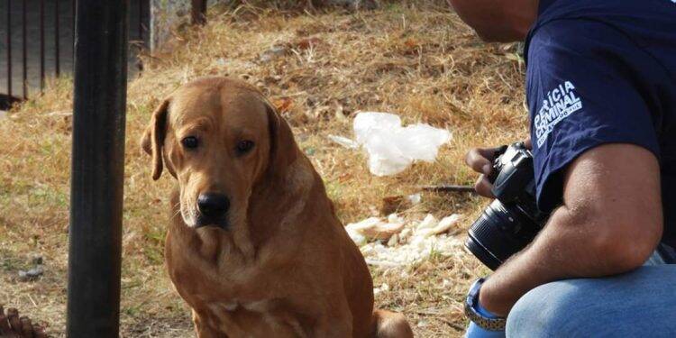 Após tentar salvar o dono, cachorro permanece ao lado do corpo no Rio Grande do Sul